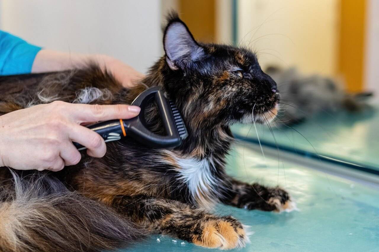 Alektas Pet 6895004 1280 1